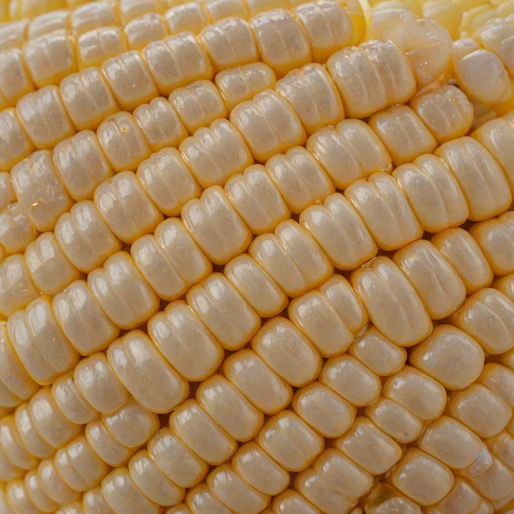 Jak ugotować kukurydzę w kolbie?